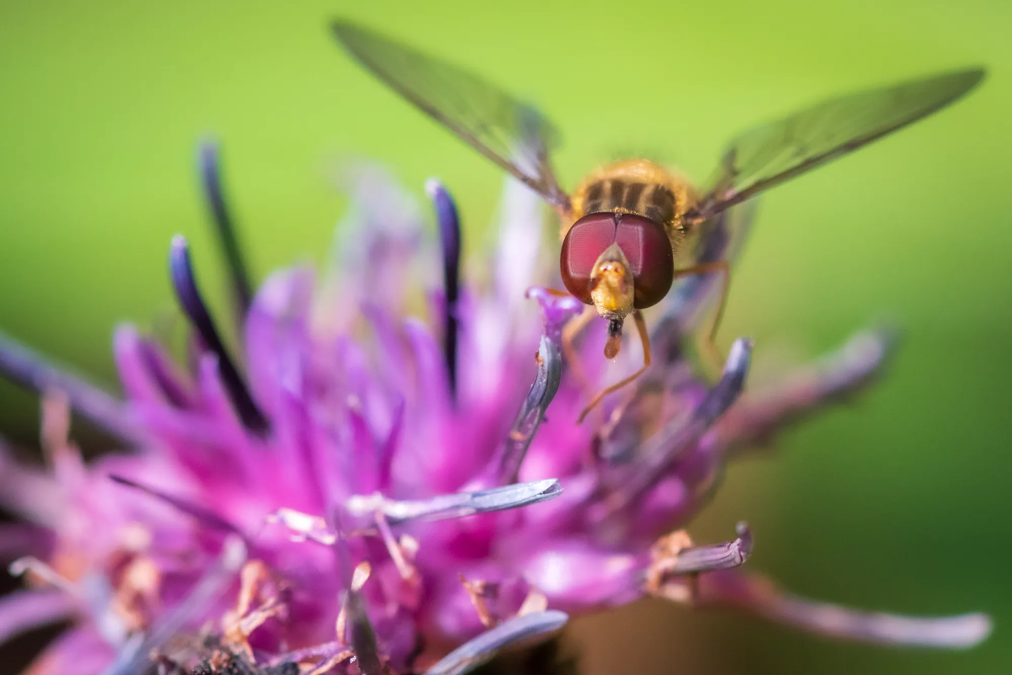 Hoverfly II, Heligan Gardens. 2019.